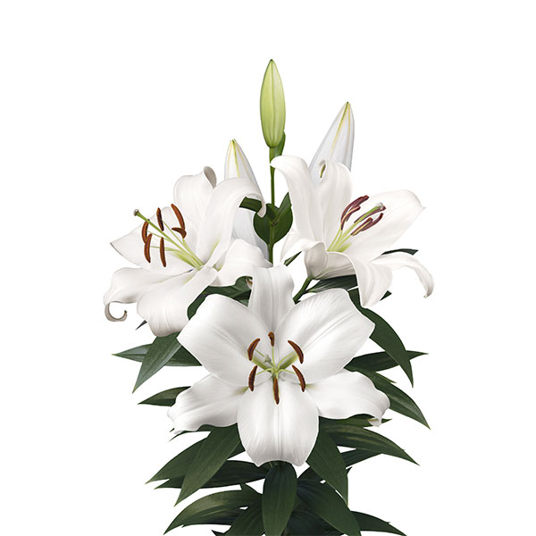 LILIUM ORIENTAL ZAMBEZI 3/5