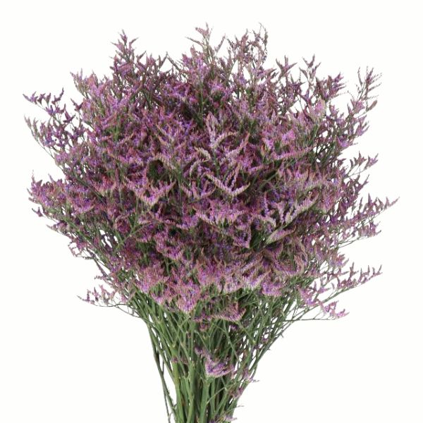 LIMONIUM SAFORA DARK BLUE