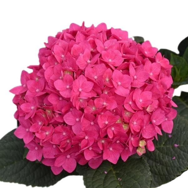 HORTENSIA MAGICAL RUBY RED AUBERGINE