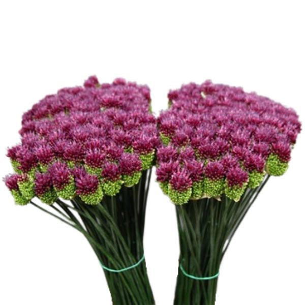 ALLIUM KOGEL
