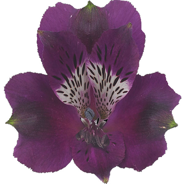 ALSTROEMERIA CARLINE