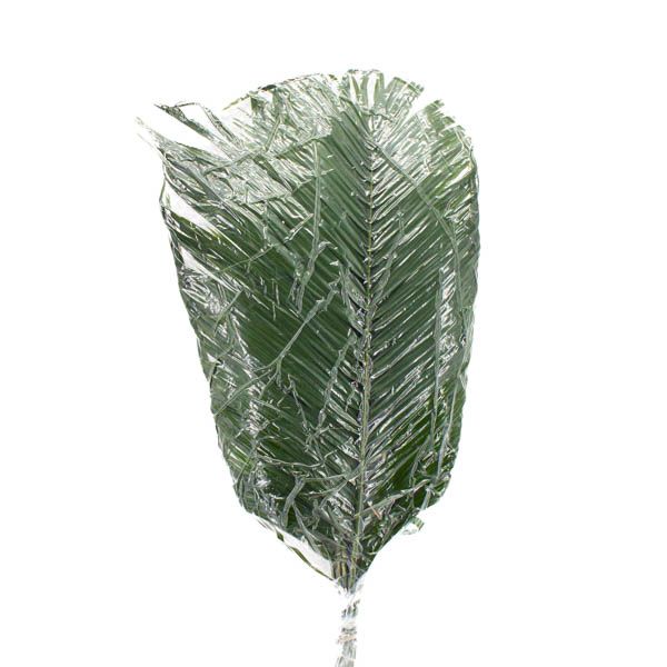 ROEBELLINI AL VACÍO 60 CM.