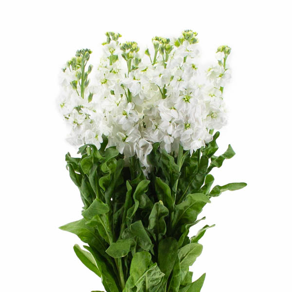 ALHELI CENTUM BLANCO
