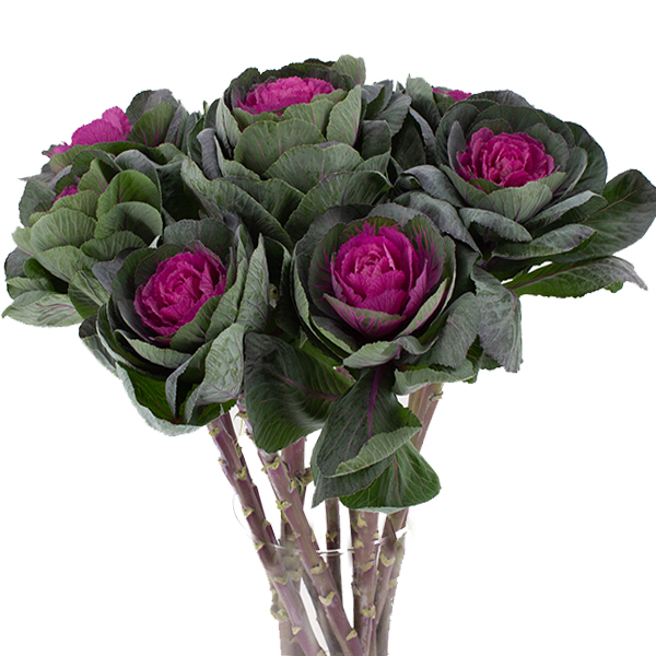 BRASSICA OLERACEA RED CRANE