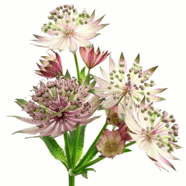 ASTRANTIA STAR OF AFRICA