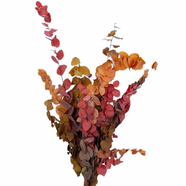 EUCALYPTUS CINEREA TEÑIDO OTOÑO