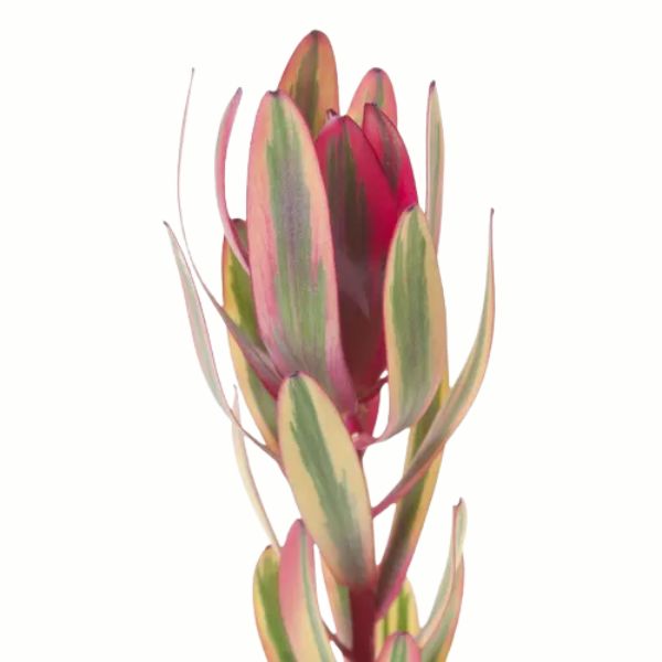 LEUCADENDRON JESTER