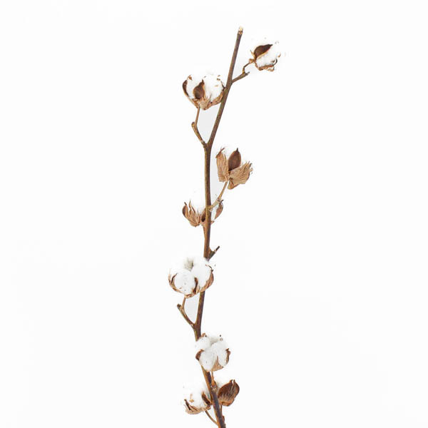 ALGODON 70 CM.